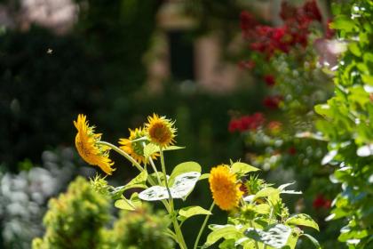 Mocenigo Grand Canal Luxury Suites - image 28